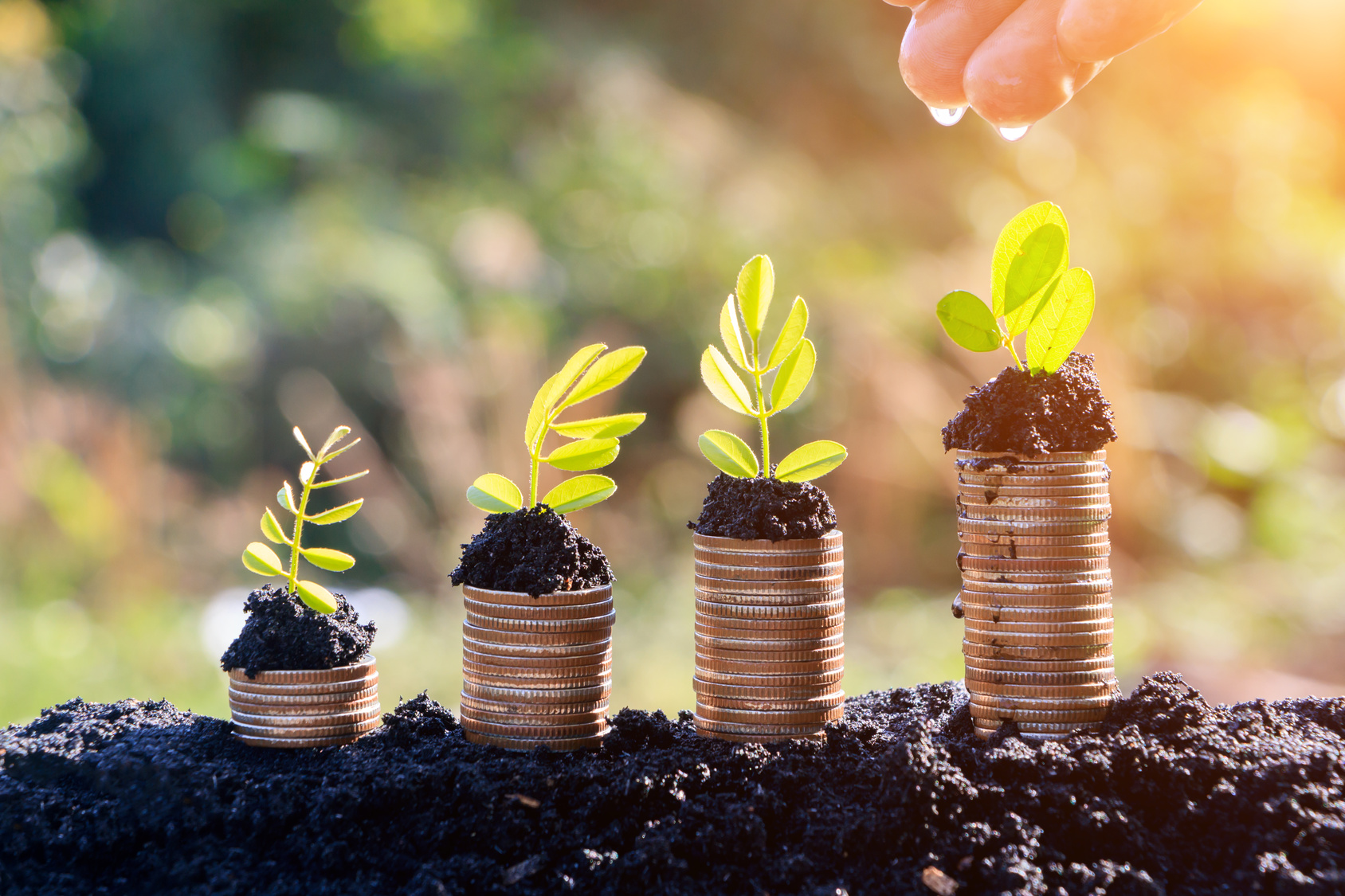 Hands watering young plants growing in germination sequence on golden coins , business concept